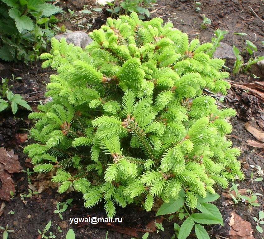 Picea abies Ohlendorffii (2). Следующее фото.