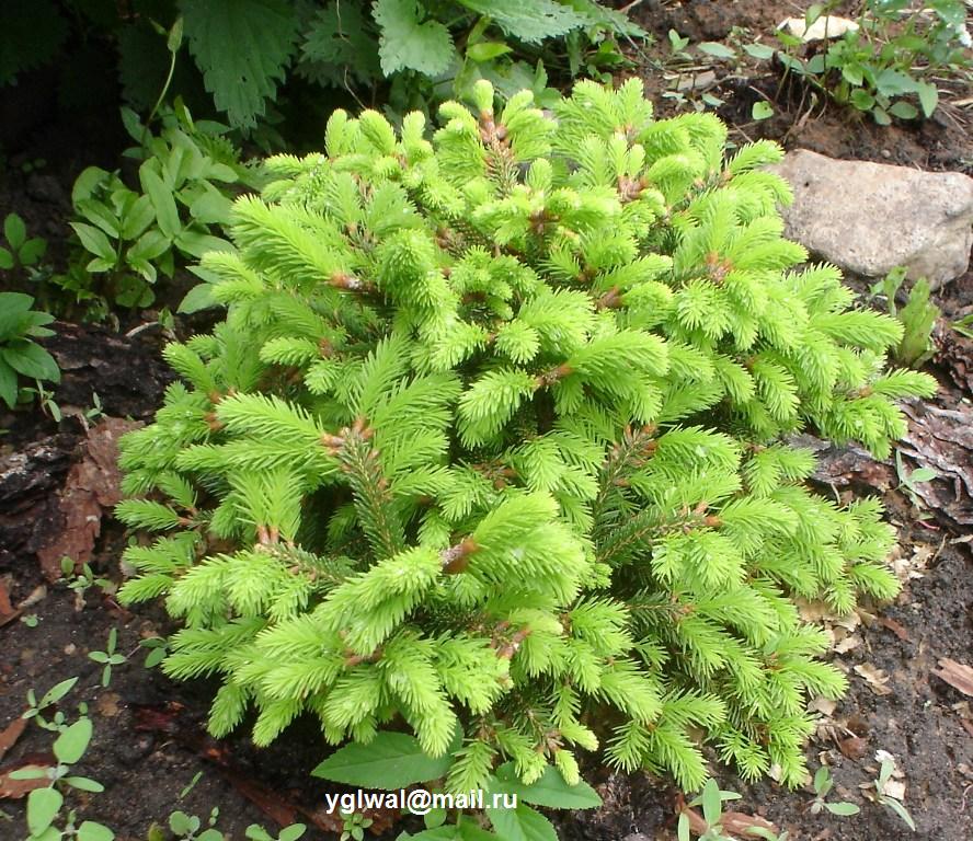 Picea abies Ohlendorffii.