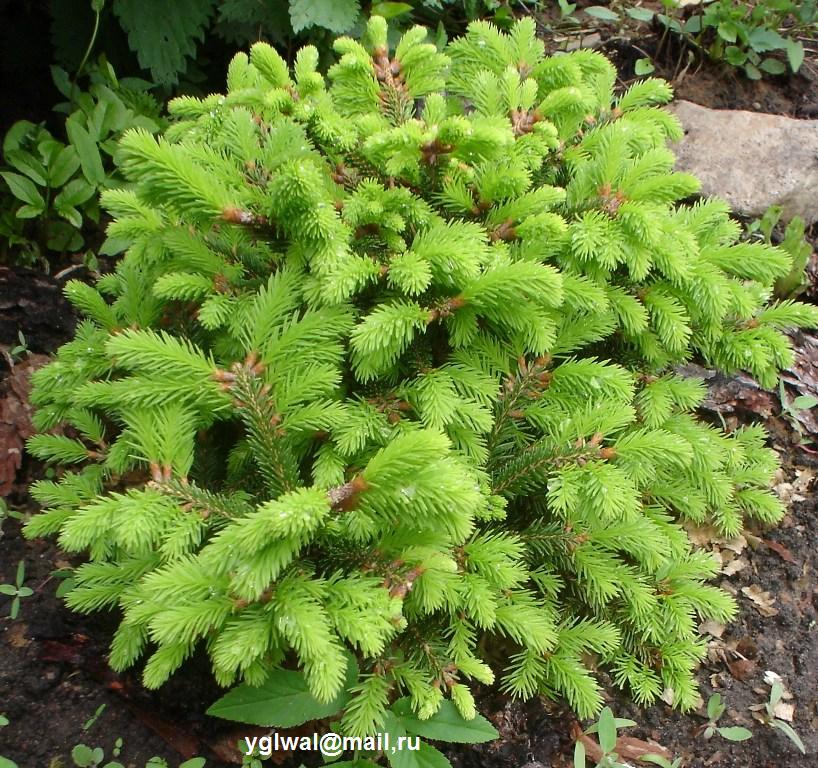 Picea abies Ohlendorffii